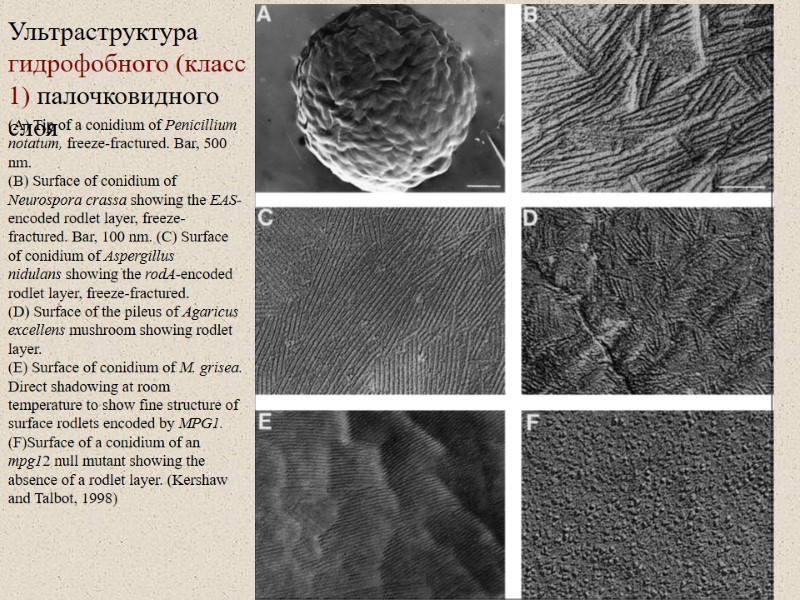 Ультраструктура гидрофобного (класс 1) палочковидного слоя (A) Tip of a conidium of Penicillium notatum,